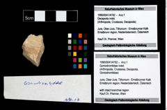 Foto (Objekt + Etikett) von Goniodromitidae indet.  (NHMW-GEO-1990-0041-4782)